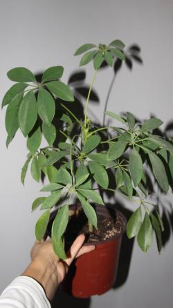 Sadnice - sobne biljke: Schefflera